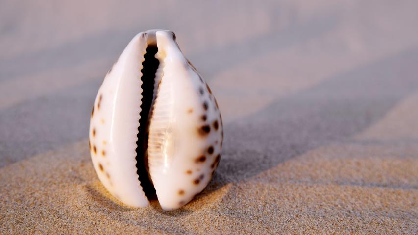 Muschel am Meer
